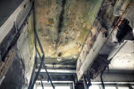  , USA Mold Removal Services Pros